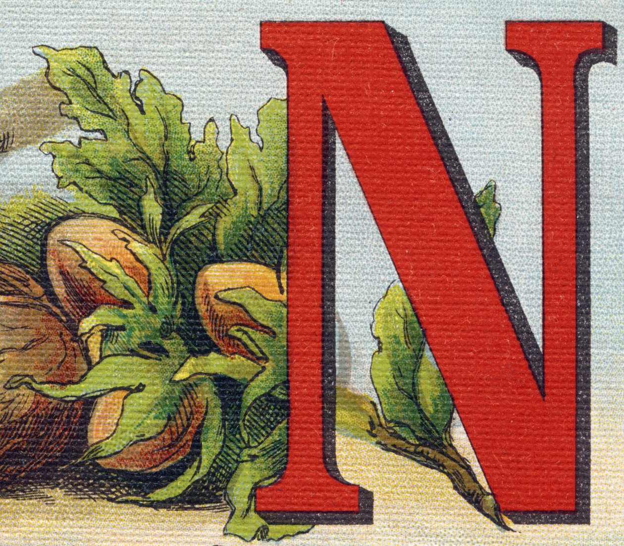 N betű: mogyoró. Metszet "Alphabet de ma petite fille". Bernardin-Bechet és Fils, könyvkereskedő-kiadók, Párizs, 1895 körül. Törhetetlen album vásznon. Bibliotheque des Bebes. 12 oldal. Olvasási módszert és szemléltető abec-et tartalmazó album alkotó: Unbekannt