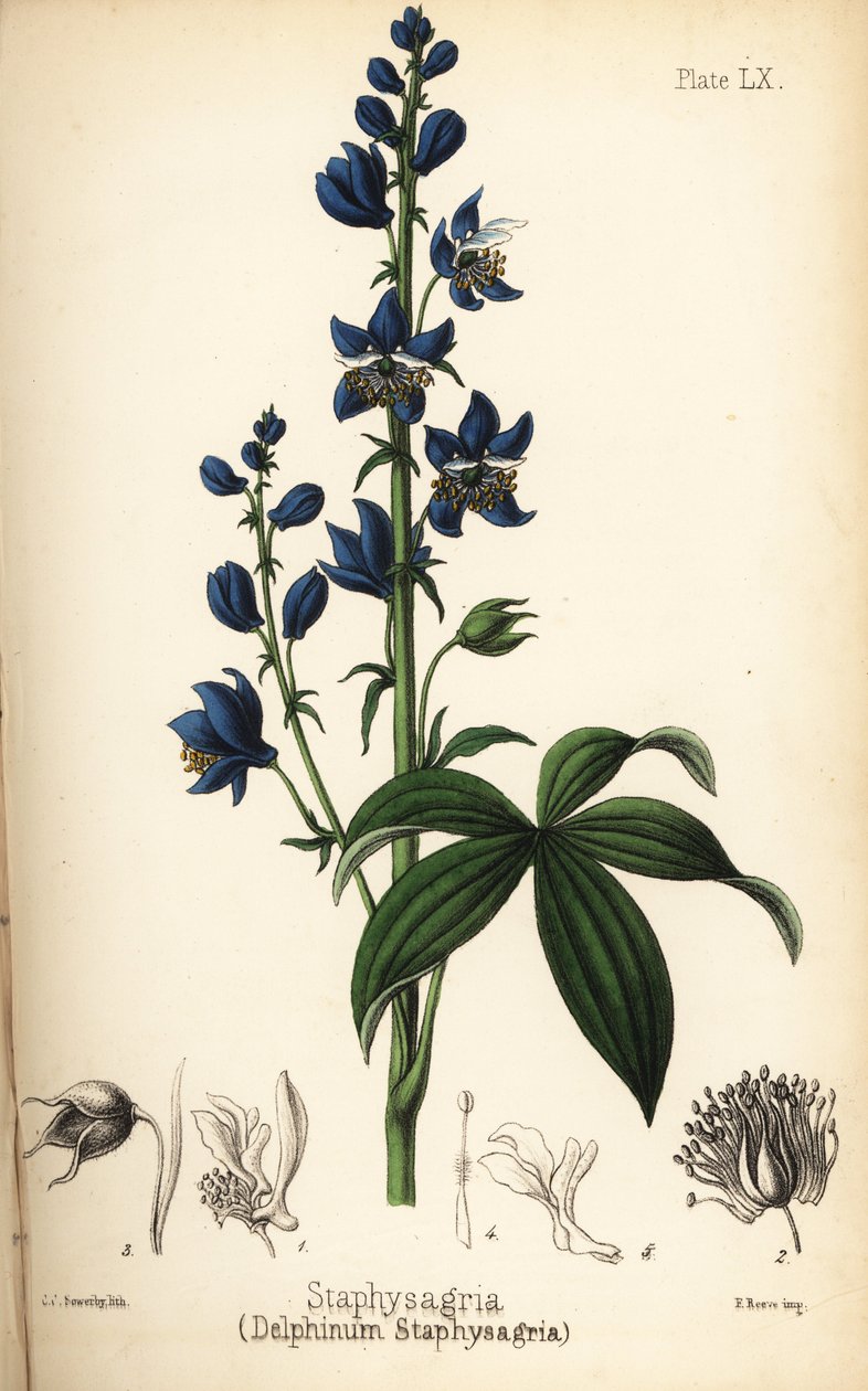 Lie-bane vagy stavesacre, Delphinium staphisagria (Delphinium staphysagria). Charlotte Caroline Sowerby kézzel színezett litográfiája Edward Hamilton Flora Homeopathica című művéből, Bailliere, London. alkotó: Unbekannter Künstler