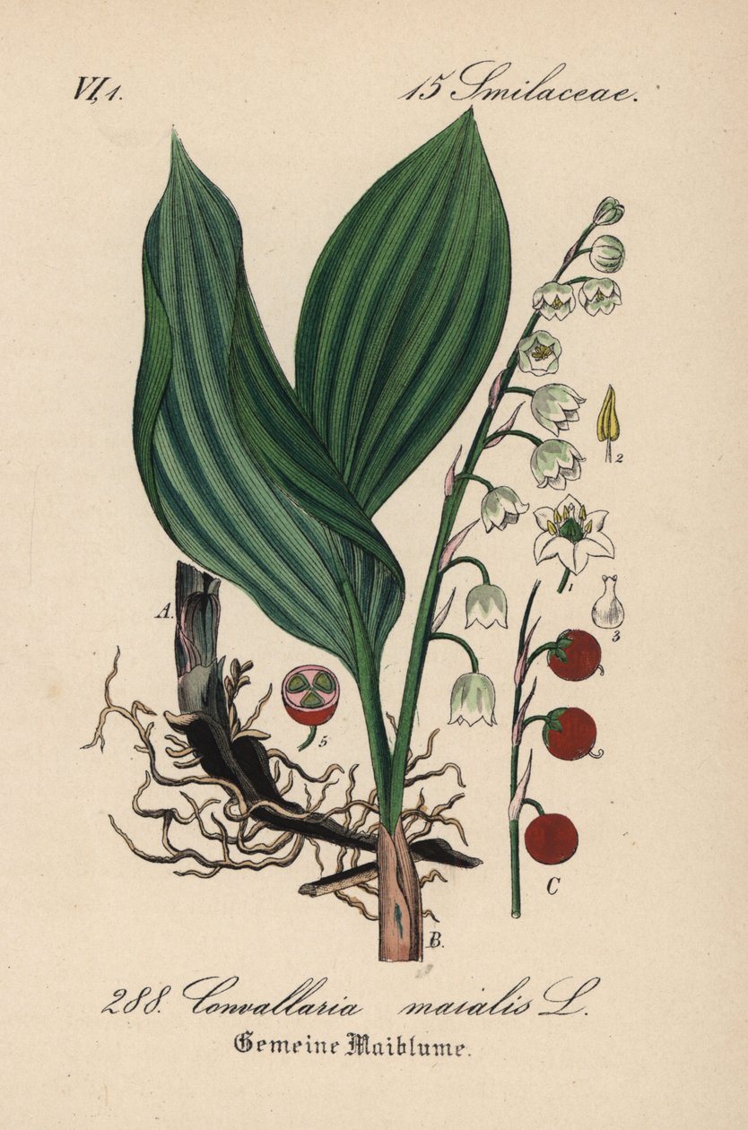 Gyöngyvirág, Convallaria majalis. Kézzel színezett litográfia Diederich von Schlechtendal Német flóra (Flora von Deutschland) című művéből, Jena. alkotó: Unbekannter Künstler