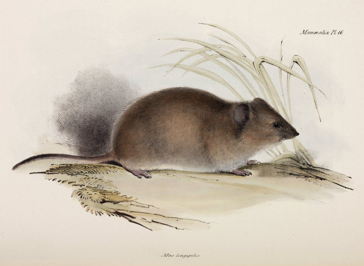 Hosszú szőrű vagy pestispatkány, Ausztrália, c 1832-1836 alkotó: Unbekannter Künstler