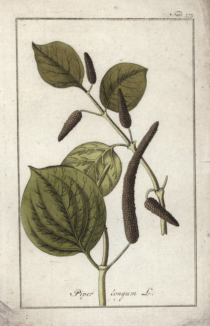 Hosszú paprika (Piper longum). Litográfia Johannes Zorn (1739-1799) "Afbeelding der Artseny-Gewassen" című művéből, Hollandia. alkotó: Unbekannter Künstler
