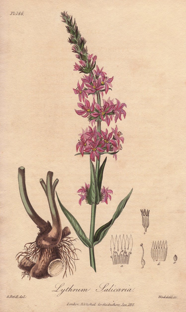 Loosestrife (Lythrum salicaria) - Erős víz William Clarke által, John Stephenson és James Morss Churchill "Medical Botanical, Description of the Medicinal Plants of London, Edinburgh and Dublin" című művének illusztrálására, amelyet John Churchill Londonba alkotó: Unbekannter Künstler