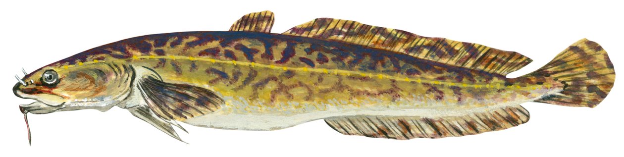 Lotte – Burbot (Lota lota) alkotó: Unbekannter Künstler