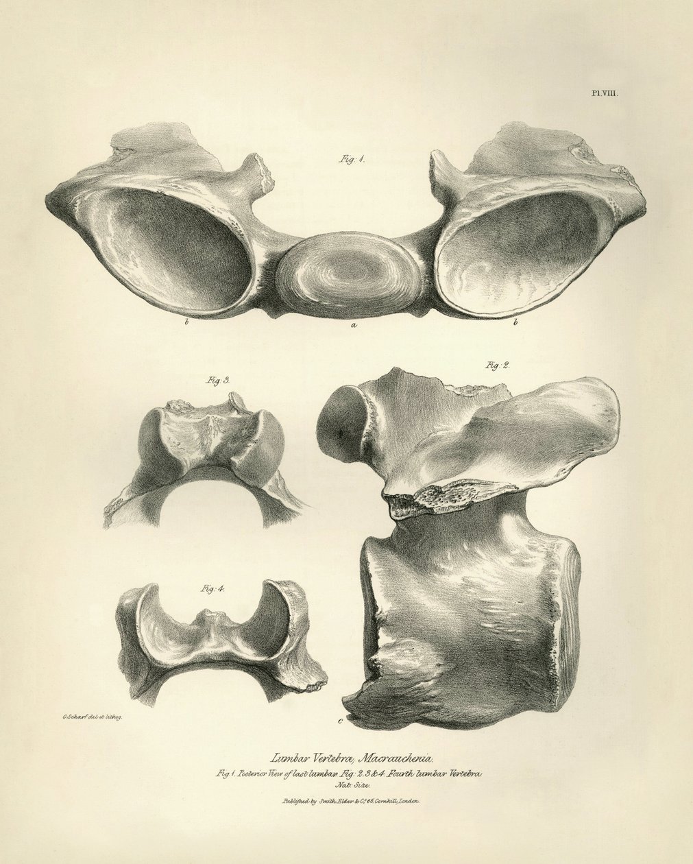 A Macrauchenia, egy őskori állat ágyékcsigolyája, amelyet Charles Darwin talált a Beagle fedélzetén tett felfedezőútja során. A H.M.S. Beagle Fitzroy kapitány parancsnoksága alatt 1832 és 1836 között tett útjának zoológiája, szerkesztve és felügyelve. alkotó: Unbekannter Künstler