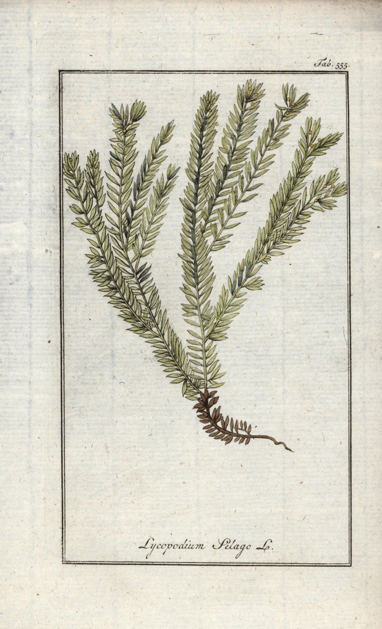 Lycopod a klubokban vagy a hivatalos lycopod (Lycopodium clavatum). Litográfia Johannes Zorn (1739-1799) "Afbeelding der Artseny-Gewassen" című művéből, Hollandia. alkotó: Unbekannter Künstler