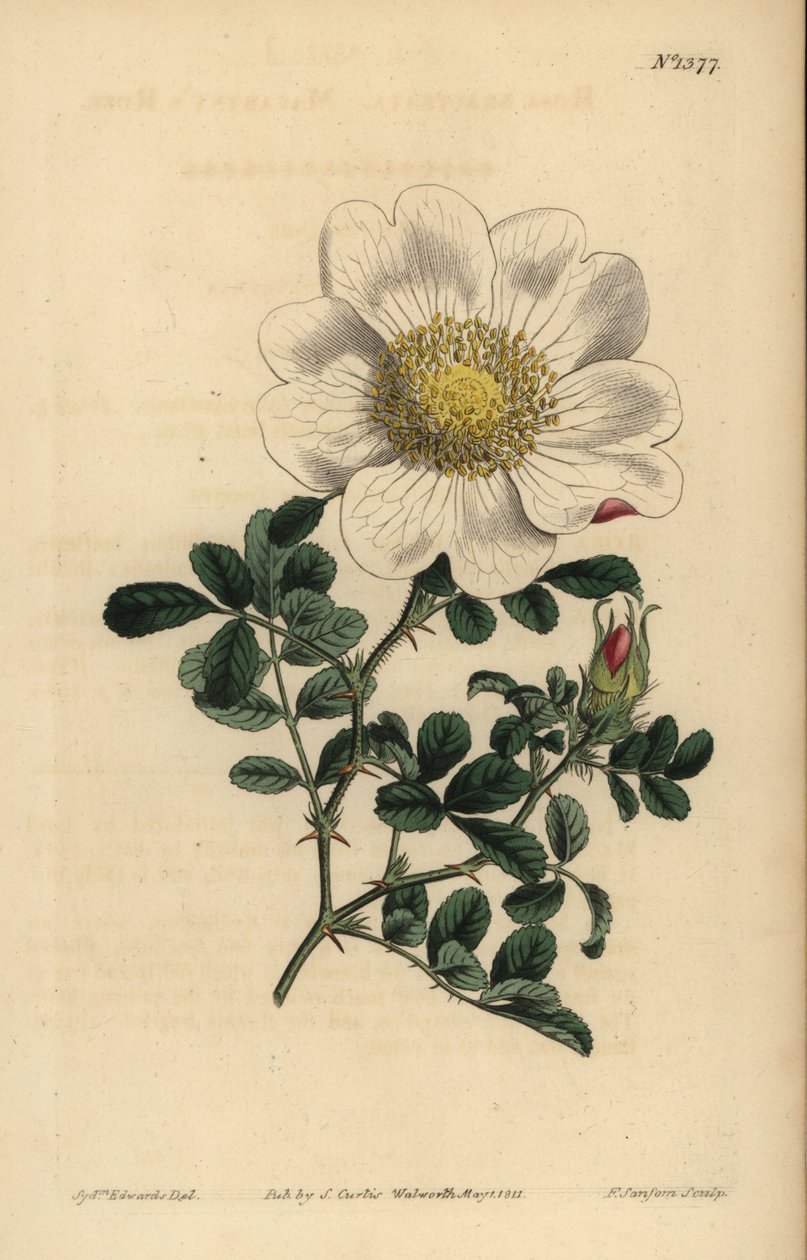 Macartney rózsa, Rosa bracteata alkotó: Unbekannt