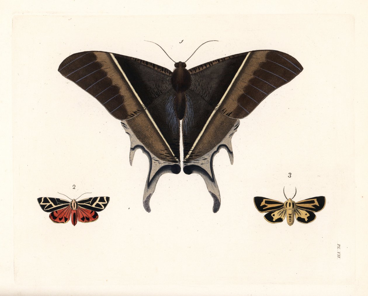 Maclean fecskefarkú lepke, Lyssa macleayi 1, cinóberlepke, Callimorpha phyllira 2, és Nais tigrislepke, Apantesis nais 3. Kézzel színezett litográfia John O. Westwood "Illustrations of Exotic Entomology" című művének új kiadásából, Bohn, London. alkotó: Unbekannter Künstler