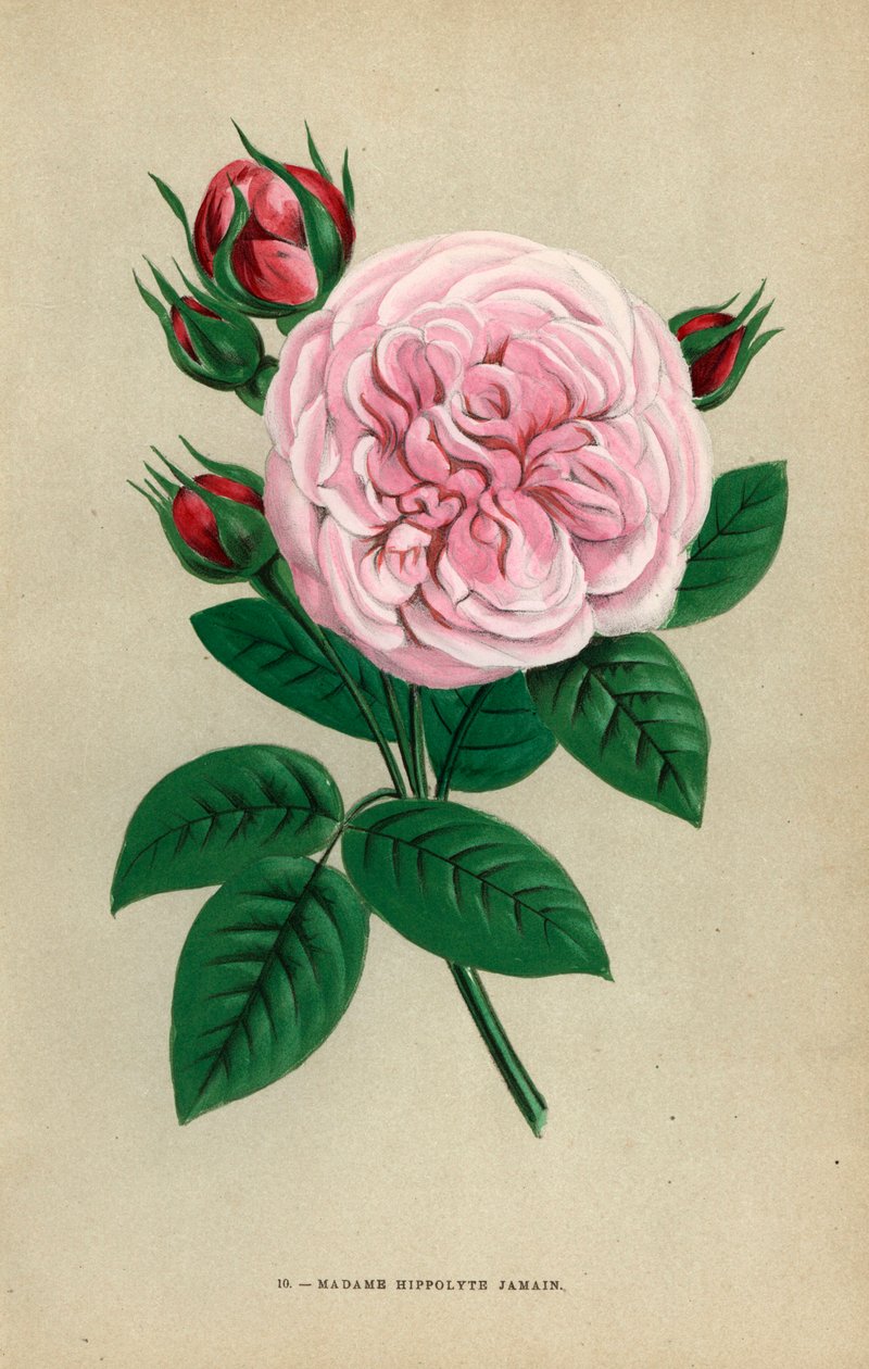 Madame Hippolyte Jamain rózsa, a roueni Monsieur Garcon által 1871-ben nevelt hibrid, amelyet a szerzők feleségének ajánlottak. F. Grobon által Hippolyte Jamain és Eugene Forney "Les Roses" című művéről készített, természet után rajzolt és litografált krom alkotó: Unbekannter Künstler