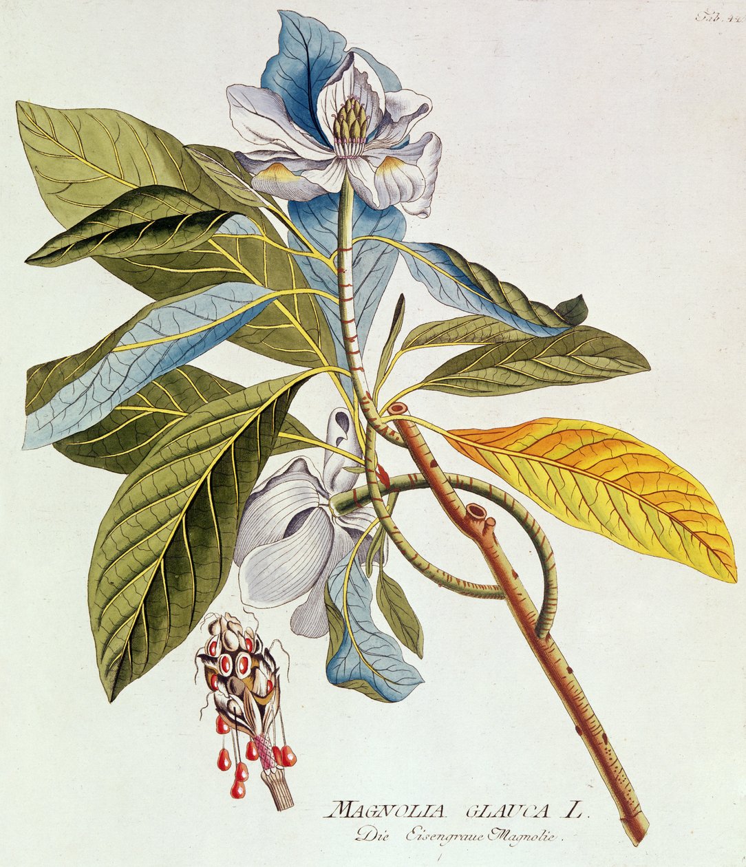 Magnolia Glauca, az "Icones Plantarium Medicinalium Secundem Sustema Lunnaei Digestarum"-ból, Joseph Jakob Plenk, Bécs, 1788-1812 alkotó: Unbekannt