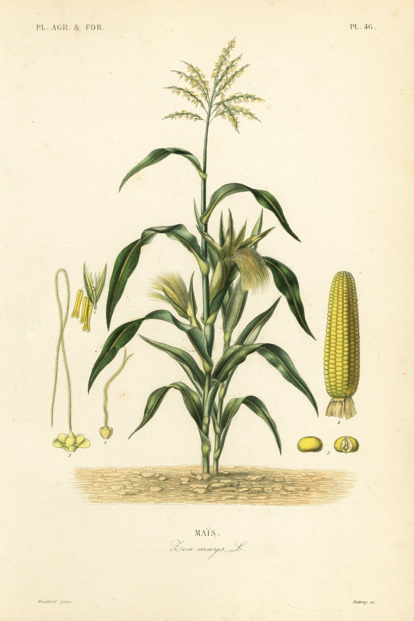 Kukorica vagy kukorica, Zea mays, Mais alkotó: Unbekannt