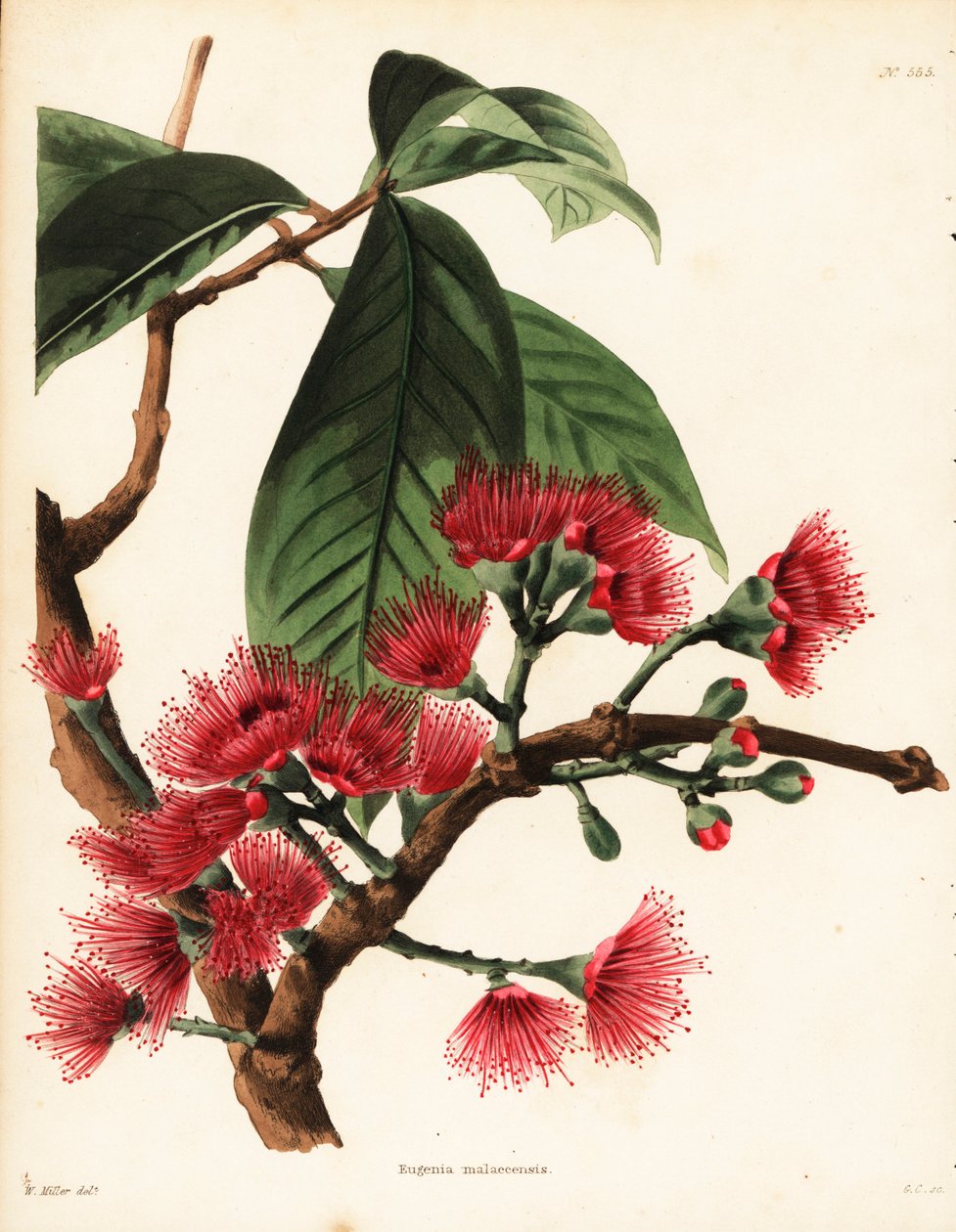 Maláj rózsaalma, Syzygium malaccense (Eugenia malaccensis). George Cooke kézzel készített rézmetszete William Miller illusztrációja után, Conrad Loddiges