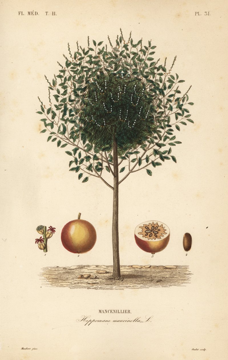 Manchineel vagy manchioneel fa, Hippomane mancinella, Mancenillier alkotó: Unbekannt