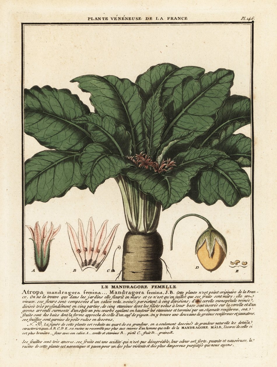Mandragóra, Mandragora officinalis. alkotó: Unbekannter Künstler
