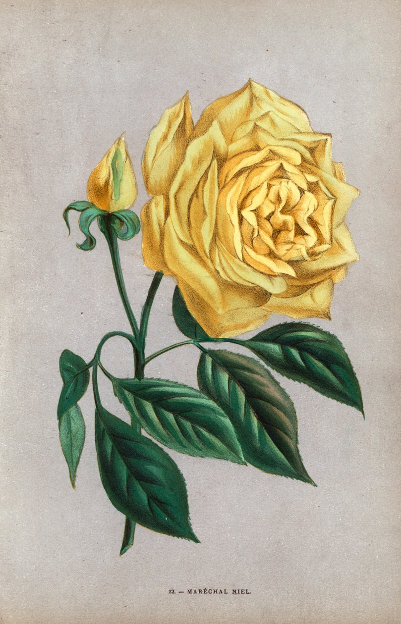 Marechal Niel rózsa, a mogyorórózsa sárga fajtája, amelyet Montauban 1864-ben nevelt. F. Grobon által Hippolyte Jamain és Eugene Forney "Les Roses" című műve alapján rajzolt és litografált kromolitográfia a természet után, Párizs, J. Rothschild. alkotó: Unbekannter Künstler