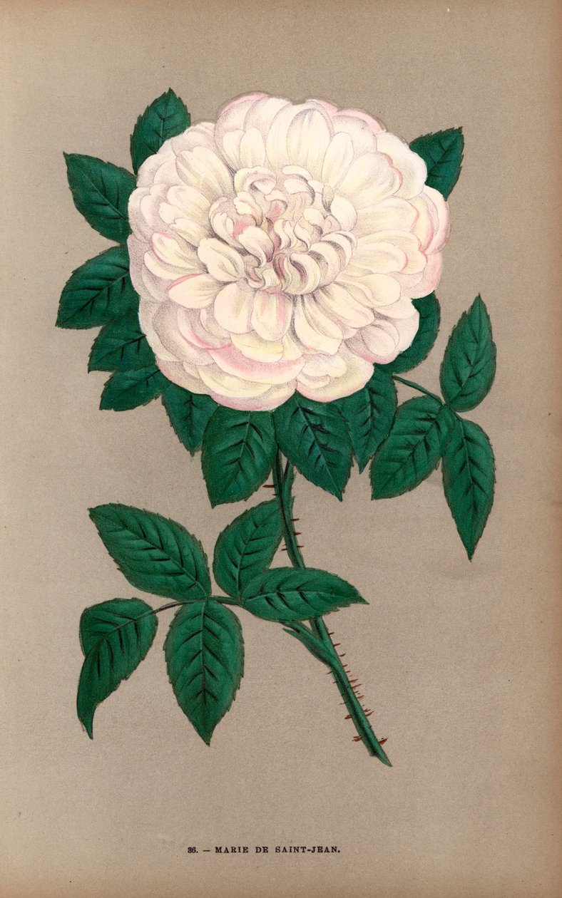 Marie de Saint-Jean rózsa, a portlandi rózsa (Rosa portlandica) fajtája, amelyet Damaizin úr 1869-ben Lyonban nevelt. F. Grobon által Hippolyte Jamain és Eugene Forney "Les Roses" című műve alapján rajzolt és litografált kromolitográfia, Párizs, J. Roth. alkotó: Unbekannter Künstler