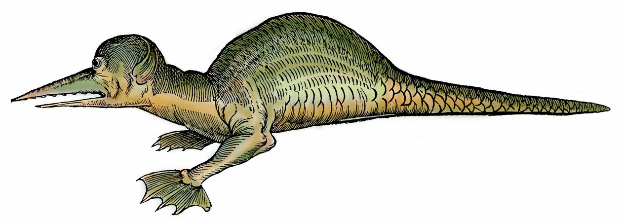 Tengeri sárkány (Draco marinus), xilográfia a "Paralipomena accuratissima historiae omnium animalium quae in voluminibus Aldrovandi desiderantur/Bartholomaeus Ambrosinus... summo labore collegit; Marcus Antonius Berna bibliopola bononiensis propri" című kö alkotó: Unbekannter Künstler