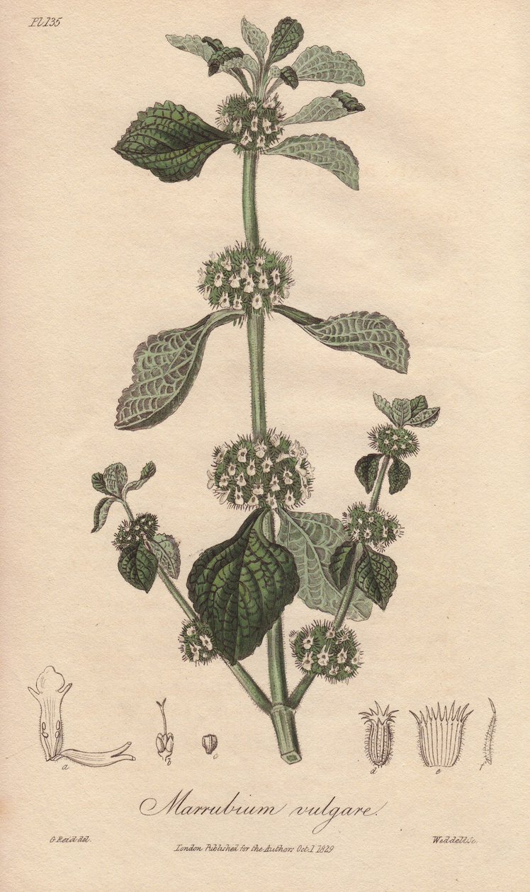 Marrubium vulgare (Marrubium vulgare) - Erős víz William Clarke által, John Stephenson és James Morss Churchill "Medical Botanical, Description of the Medicinal Plants of London, Edinburgh and Dublin" című művének illusztrálására, amelyet John Churchil ado alkotó: Unbekannter Künstler