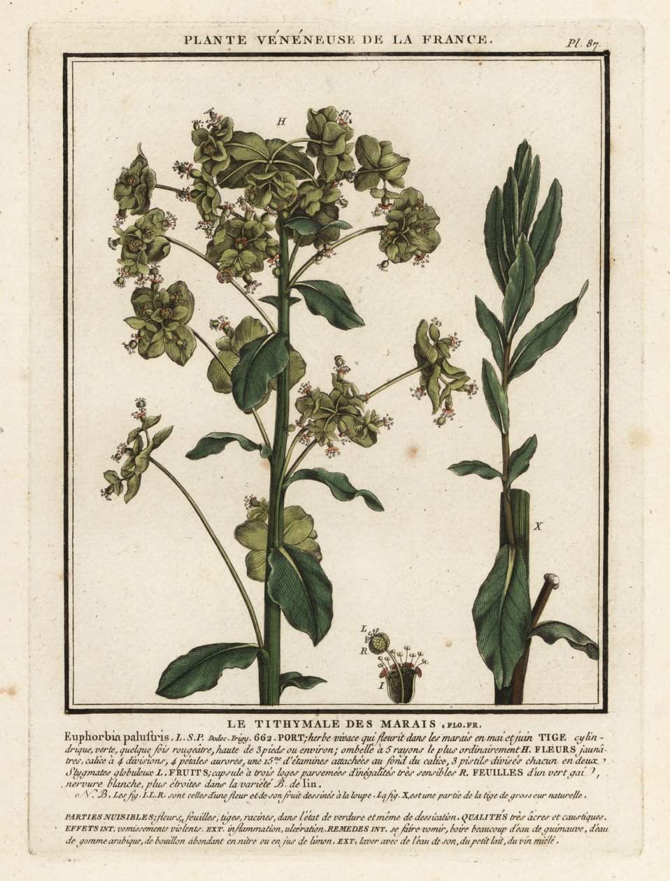 Mocsári sáp, Euphorbia palustris. alkotó: Unbekannter Künstler