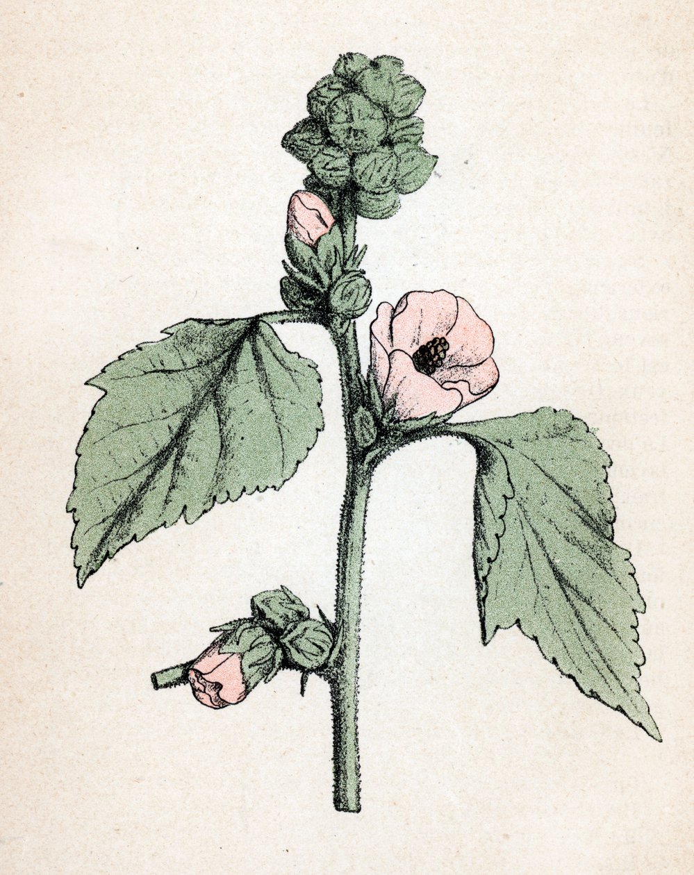 Marshmallow officinale (Althaea officinalis) (fehér mályva) (mályvacukor, mályva mályva) Botanikai lemez Paul Hariot "Atlas colorie des plantes medicinales" című művéből. alkotó: Unbekannter Künstler
