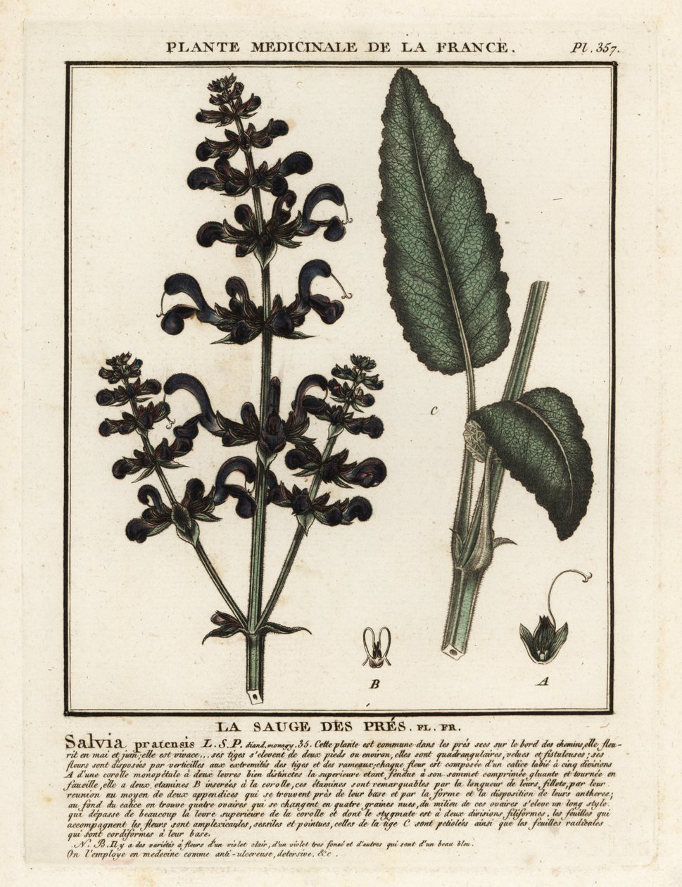 Réti agyag, Salvia pratensis. alkotó: Unbekannter Künstler
