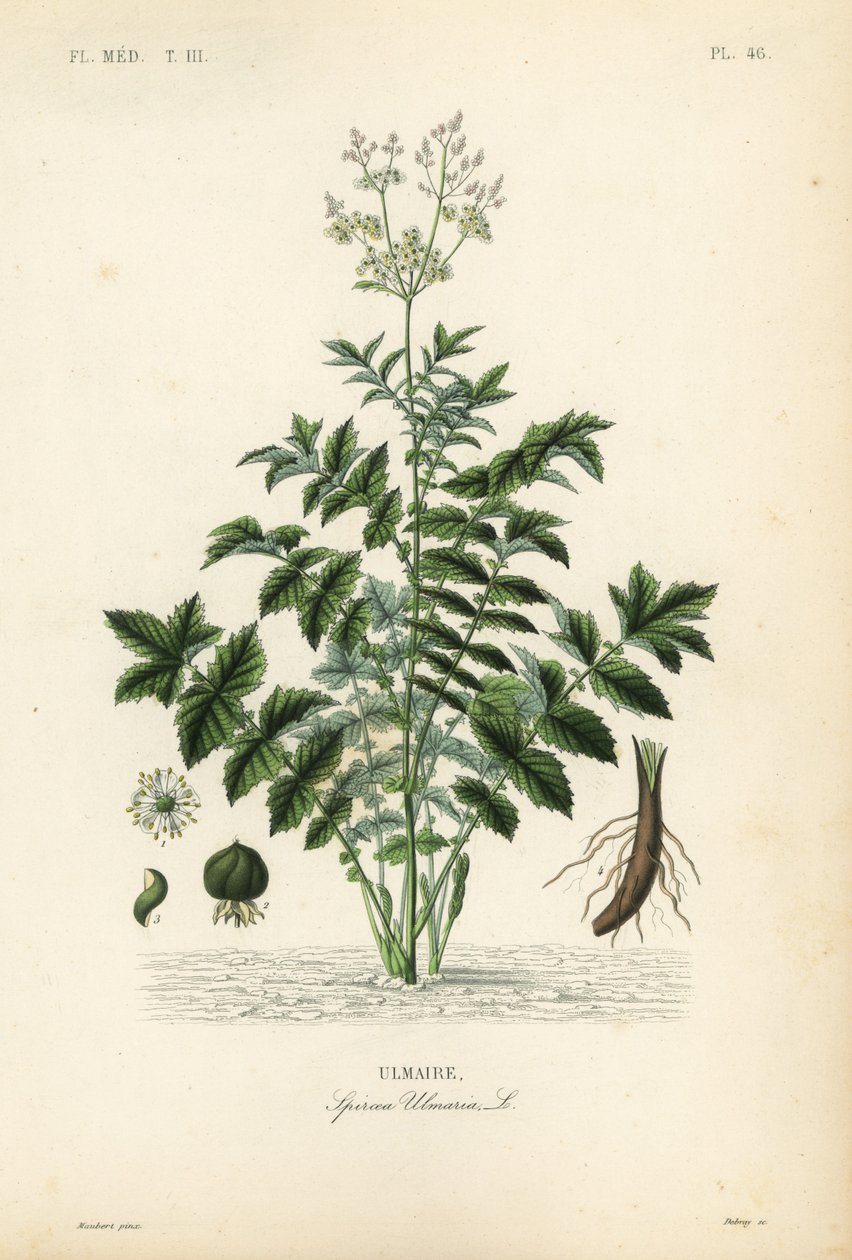 rétifű vagy mézsör sörce, Filipendula ulmaria, Spiraea ulmaria, Ulmaire alkotó: Unbekannt