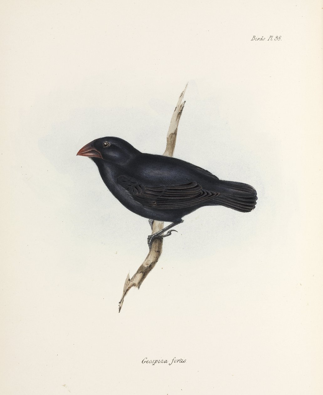 Medium Ground Finch, Galápagos-szigetek, c 1832-1836 alkotó: Unbekannter Künstler