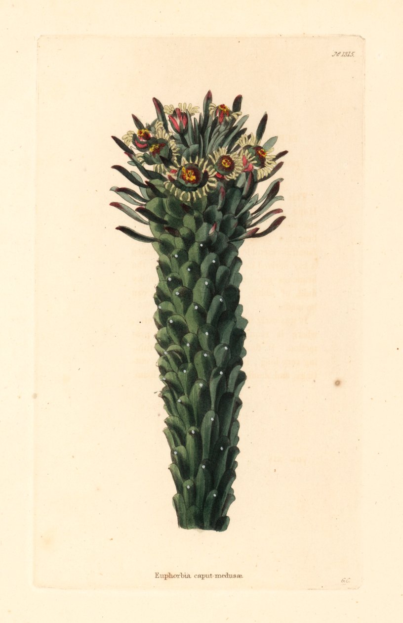 Medúza fej, Euphorbia caput-medusae. George Cooke kézzel készített rézmetszete Conrad Loddiges botanikai kabinetjéből, Hackney, kézzel színezett rézmetszet. alkotó: Unbekannter Künstler
