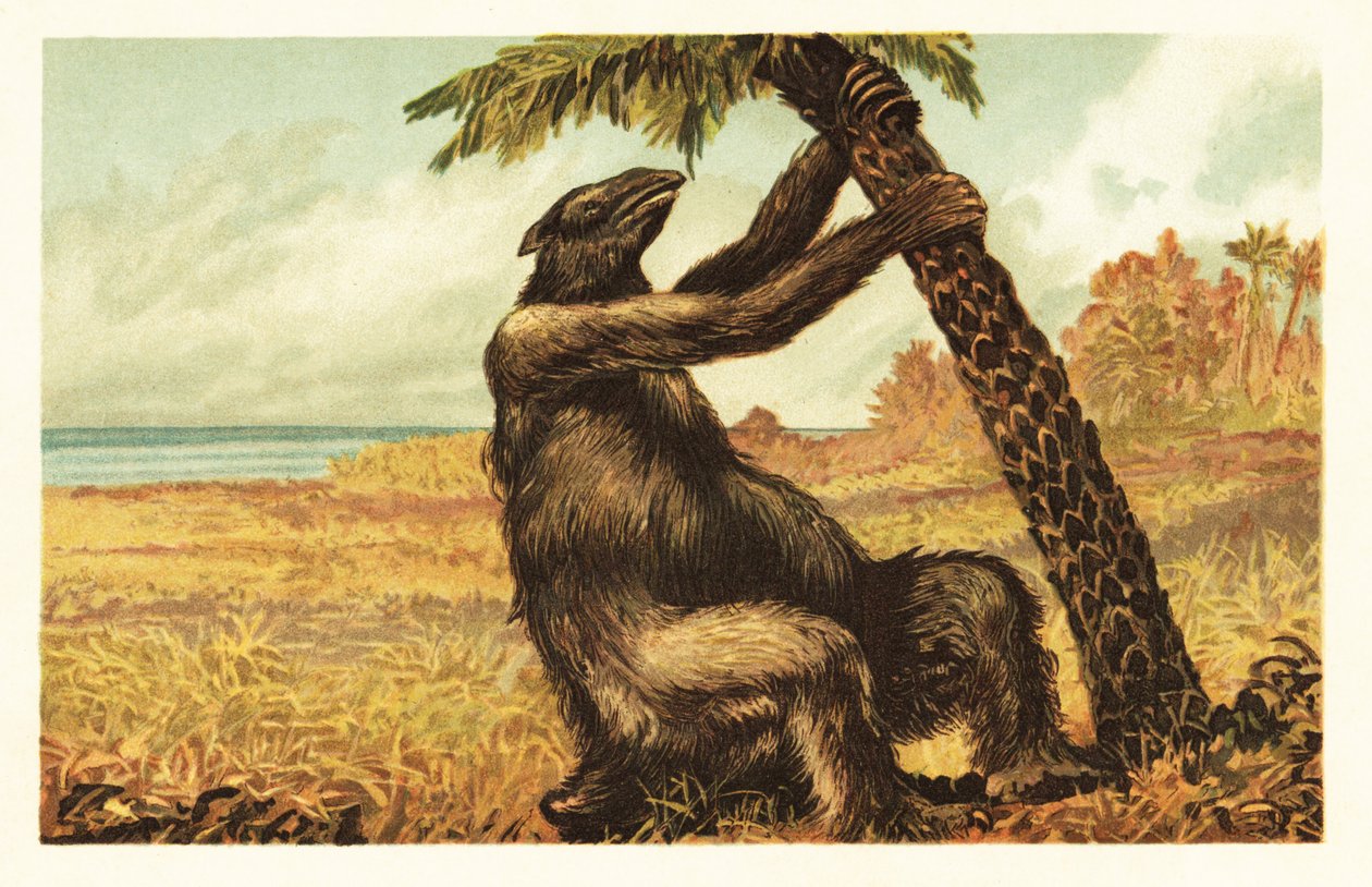 Megatherium americanum pálmafát húz.1908 (litográfia) alkotó: Unbekannter Künstler