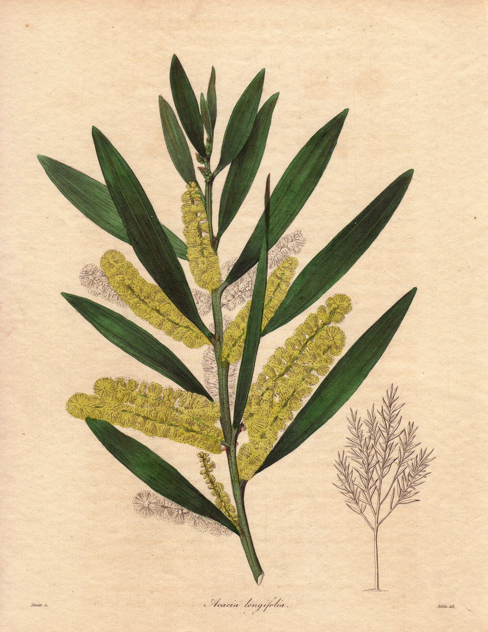 Mimóza hernyó (Acacia longifolia), 3-6 méter magasra is megnövő, kitartó lombozatú cserje, virágzata hosszú, citromsárga epizódokban, nagyon illatos. Új-Hollandiában (Ausztrália) őshonos növény, 1792-ben került Nagy-Britanniába. Illusztráció: R alkotó: Unbekannter Künstler