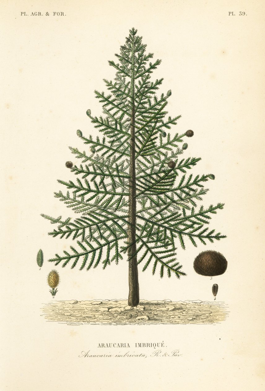 Majom puzzle fa vagy chilei fenyő, Araucaria araucana, Araucaria imbricata, Araucaria imbrique alkotó: Unbekannt