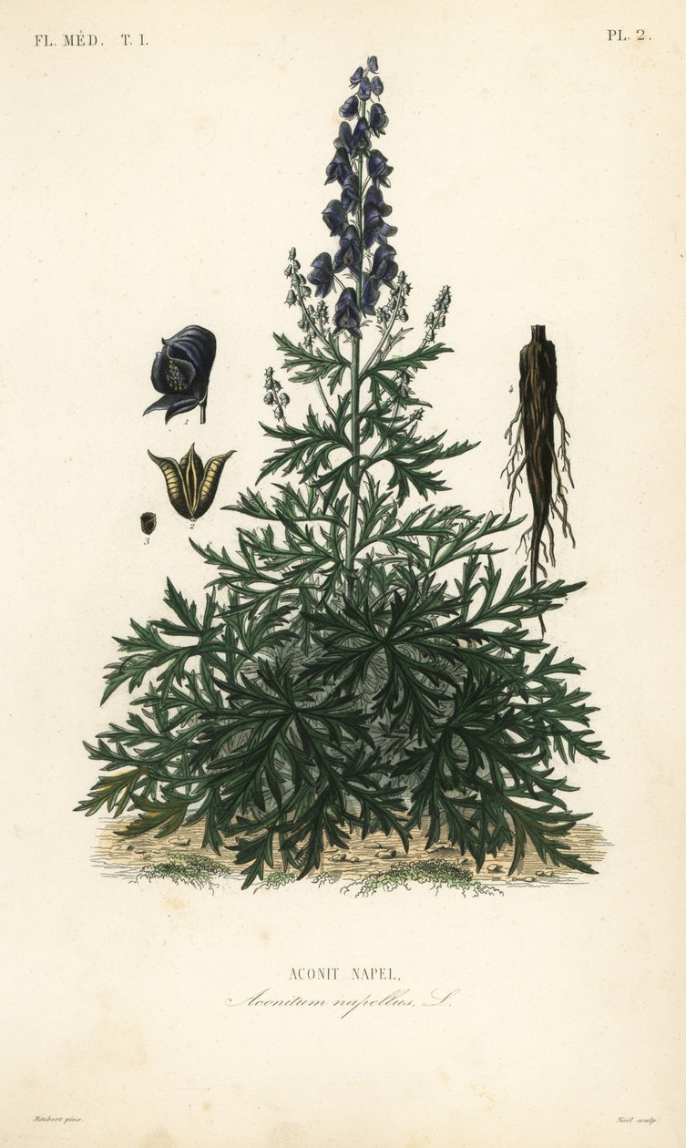Szerzetes csuklya, aconit vagy farkasorr, Aconitum napellus, Aconit napel alkotó: Unbekannt