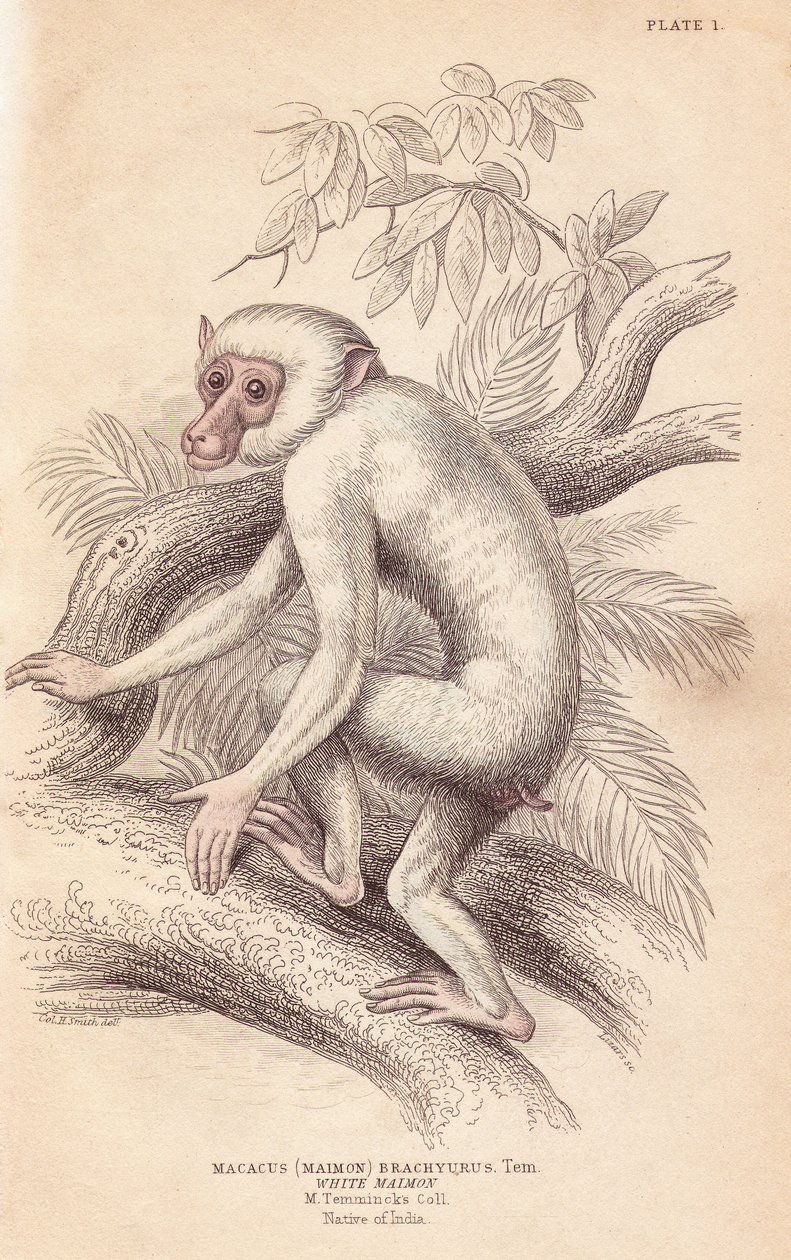 Mór makákó, Macaca maura (Macacus maimon brachyurus). Fehér maimon, feltehetően albínó fiatal példány. Lizars kézzel színezett acélmetszete Charles Hamilton Smith illusztrációja után, William Jardine