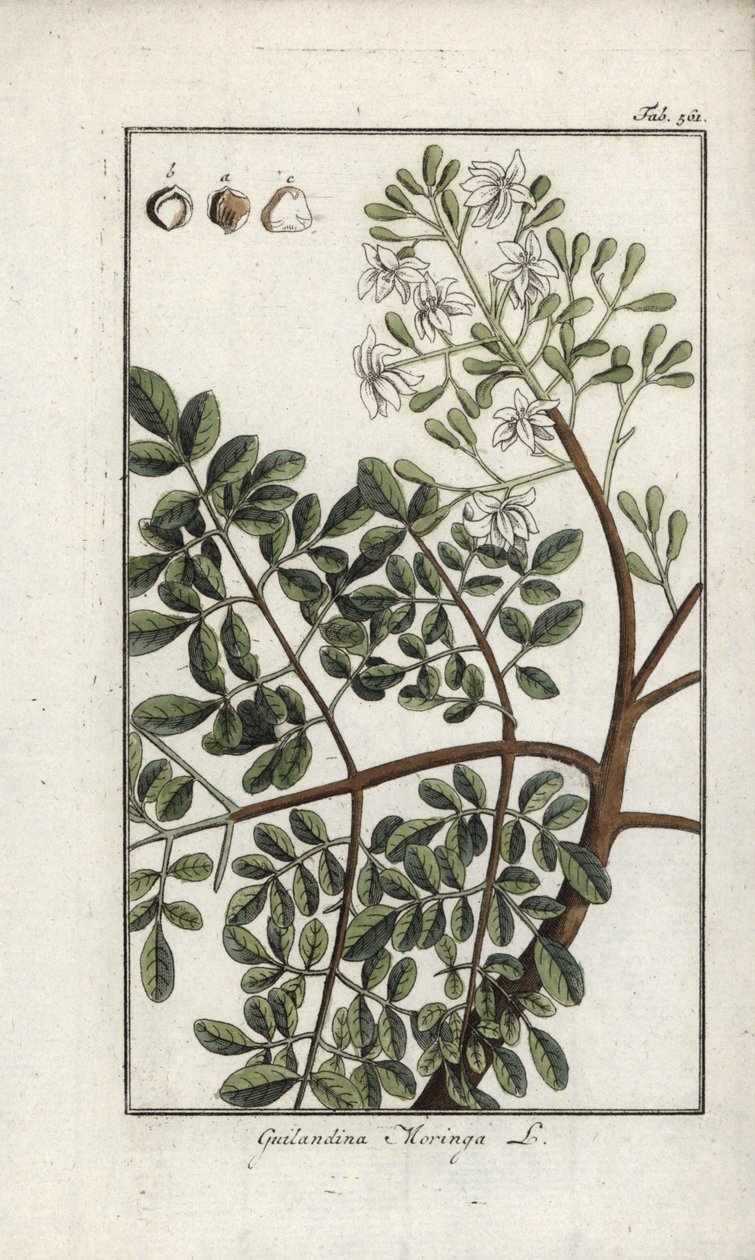 Moringa (Moringa oleifera). Litográfia Johannes Zorn (1739-1799) "Afbeelding der Artseny-Gewassen" című művéből, Hollandia. alkotó: Unbekannter Künstler
