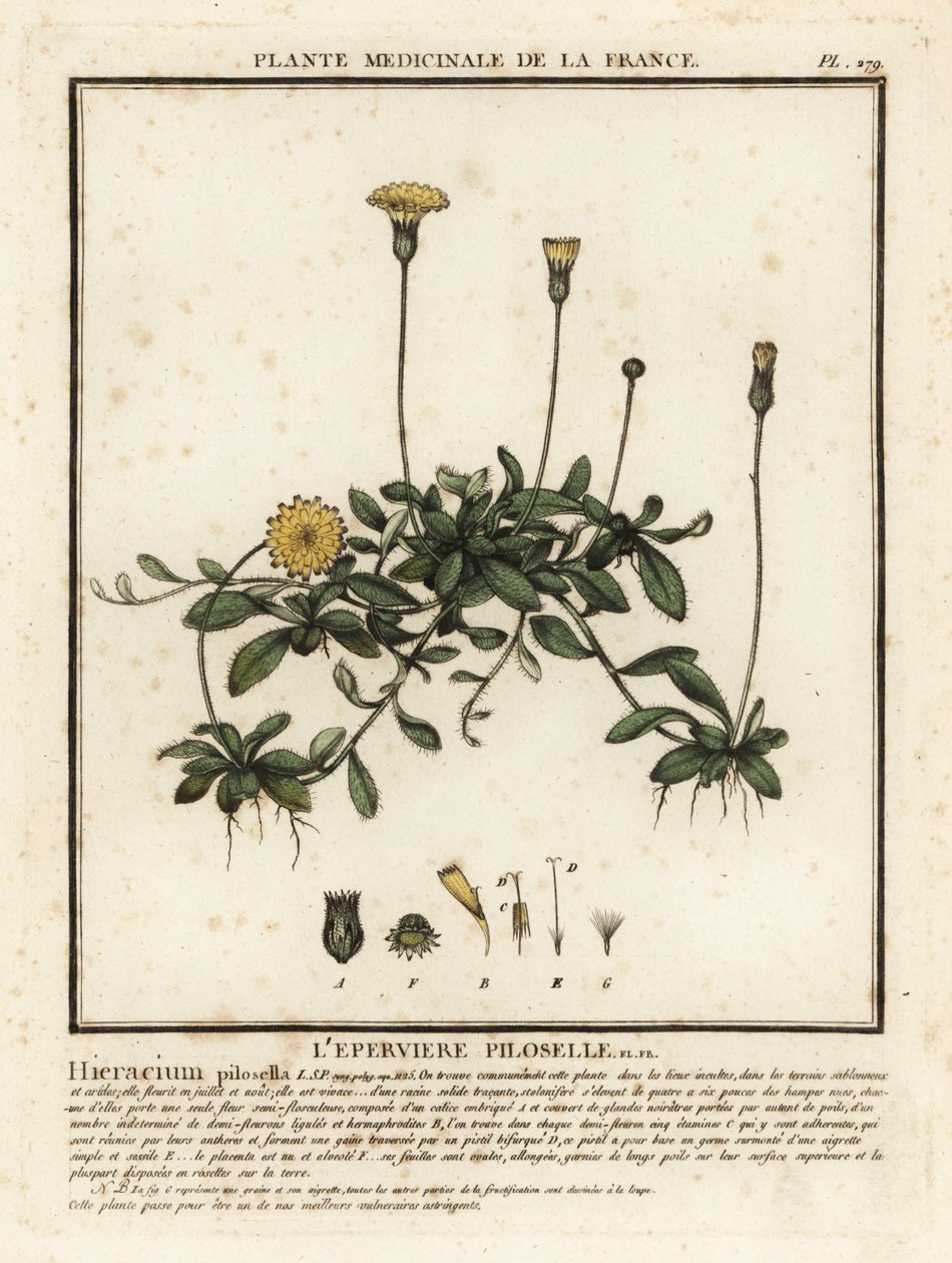 Egérfülű sólyomfű, Pilosella officinarum. alkotó: Unbekannter Künstler