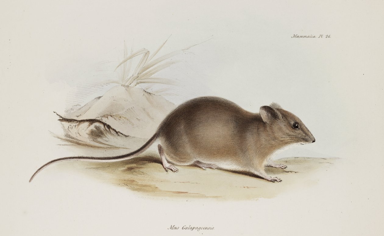 Egér, Galápagos-szigetek, c 1832-1836 alkotó: Unbekannter Künstler