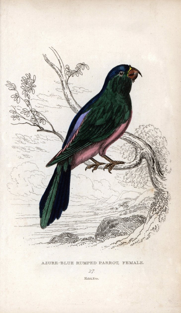 Muller-papagáj, Tanygnathus sumatranus. Psittacus cyanopygius (nőstény). Joseph Kidd litográfiája John Audubon rajza alapján, a Miscellany of Natural History-ban: Papagájok, Sir Thomas DiK Lauder és Thomas Brown kapitány, kiadó: Edinburgh, Sco alkotó: Unbekannter Künstler