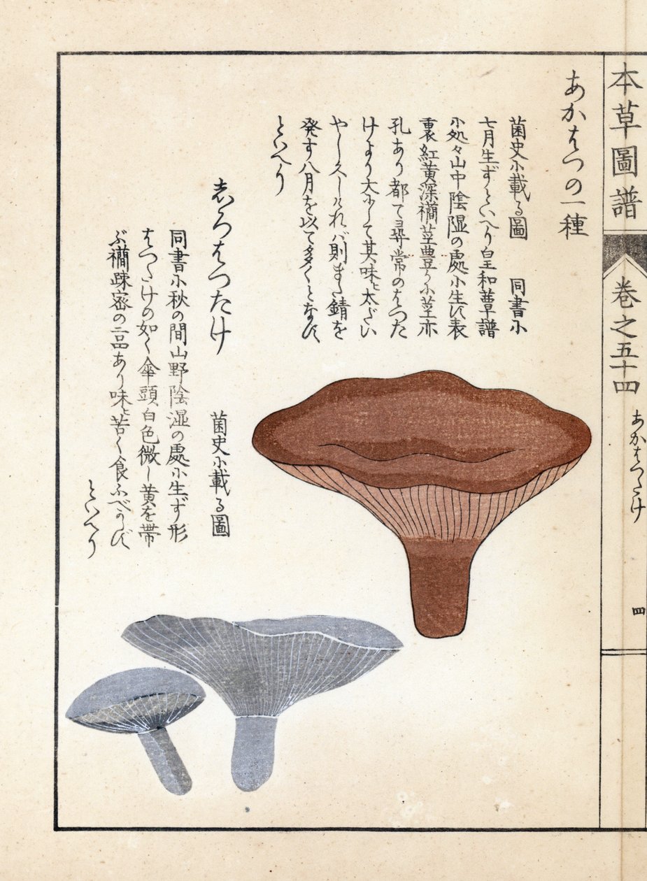 Gombák: akahatsu lacatire és fehér shirohatsudake - Kanen Iwasaki (1786-1842) japán metszete, a Honzo Zufu, gyógynövények illusztrációs kalauzából. alkotó: Unbekannter Künstler