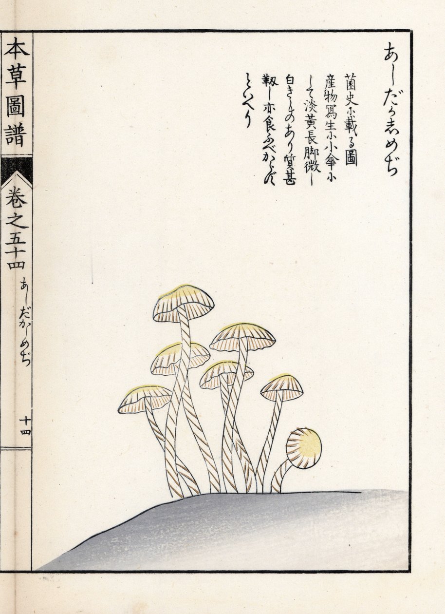 Gombák: shimeji ashitaka - Kanen Iwasaki (1786-1842) japán metszete, Honzo Zufu, illusztrációs útmutató a gyógynövényekhez című kötetből. alkotó: Unbekannter Künstler