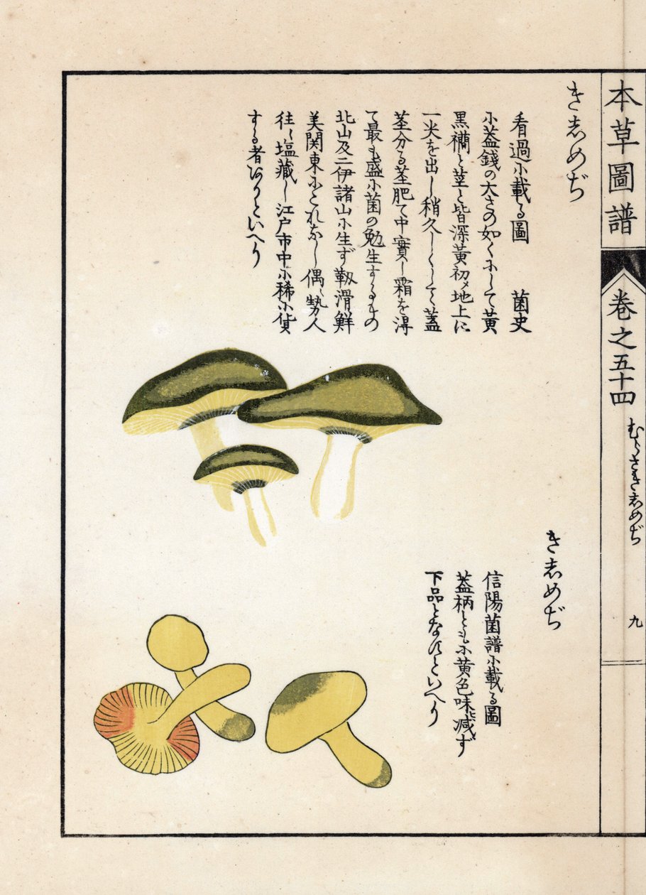 Gombák: lovas tricholomák vagy lovagok (vagy sárgák) változatai - Kanen Iwasaki (1786-1842) japán nyomtatványa, a Honzo Zufu, a gyógynövények illusztrációs kalauzából alkotó: Unbekannter Künstler
