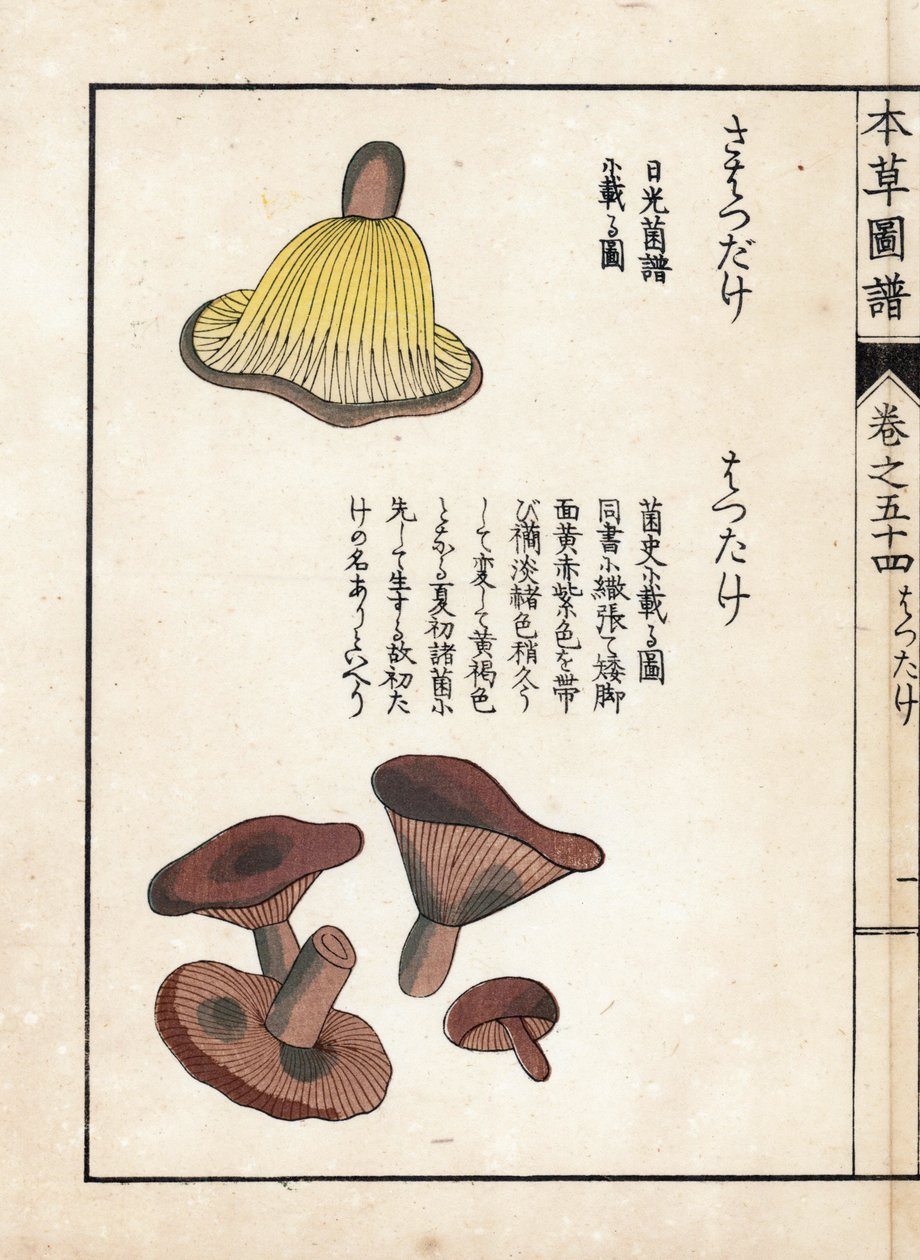 Gombák: a tejelő prekokkuszok fajtái (ehető) - Kanen Iwasaki (1786-1842) japán metszete, a Honzo Zufu, a gyógynövények illusztrációs útmutatójából alkotó: Unbekannter Künstler