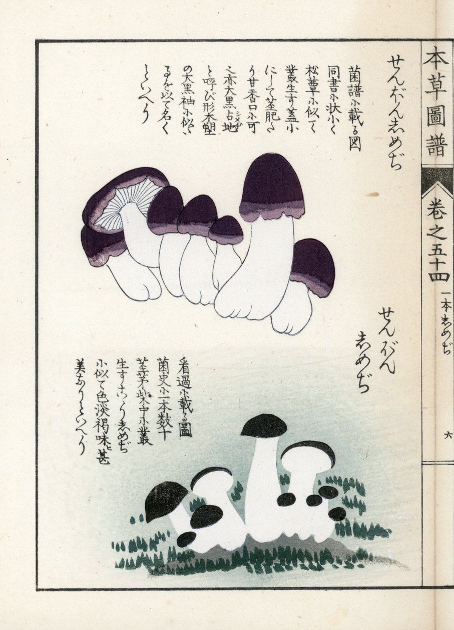 Gombák: shimeji (ehető) fajták - Kanen Iwasaki (1786-1842) japán metszete, a Honzo Zufu, gyógynövények illusztrációs kalauza című kiadványból alkotó: Unbekannter Künstler