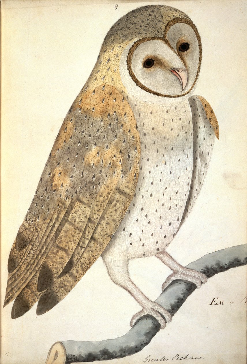 NHD-30 (9) Bagoly, latinul „Greater Pechaux”, a Kelet-India Könyvtár gyűjteményéből, V. kötet, művész ismeretlen, 1796-os vízjeles festmény alkotó: Unbekannter Künstler