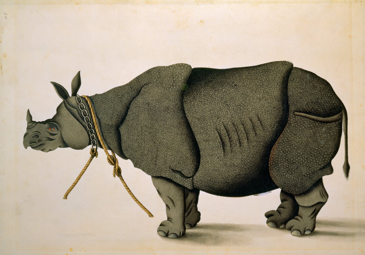 NHD-32 (47) Orrszarvú, valószínűleg a Francis Buchanan Gyűjteményből, 1800 körül, művész ismeretlen alkotó: Unbekannter Künstler