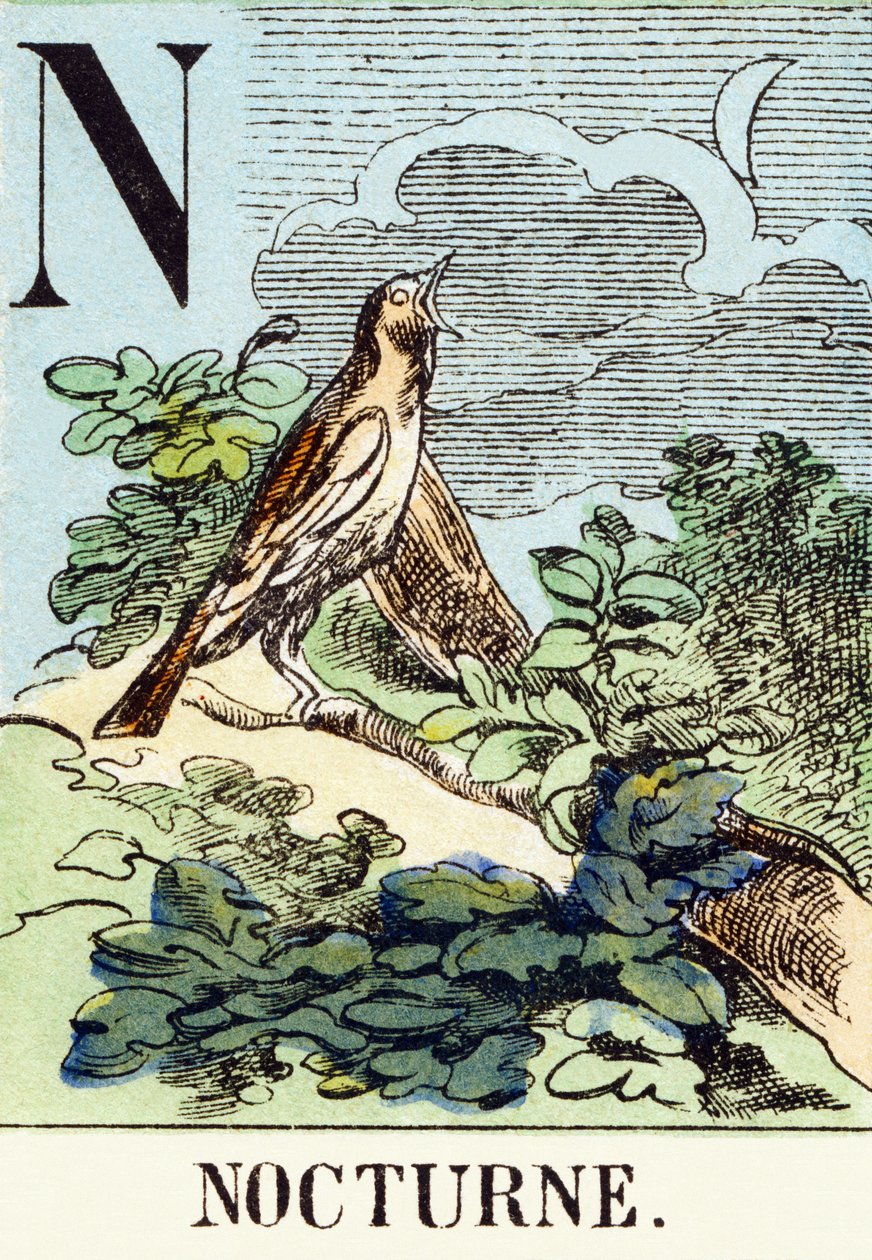 N: Nocturne – A vadászábécé, 1890 körül (metszet) alkotó: Unbekannt