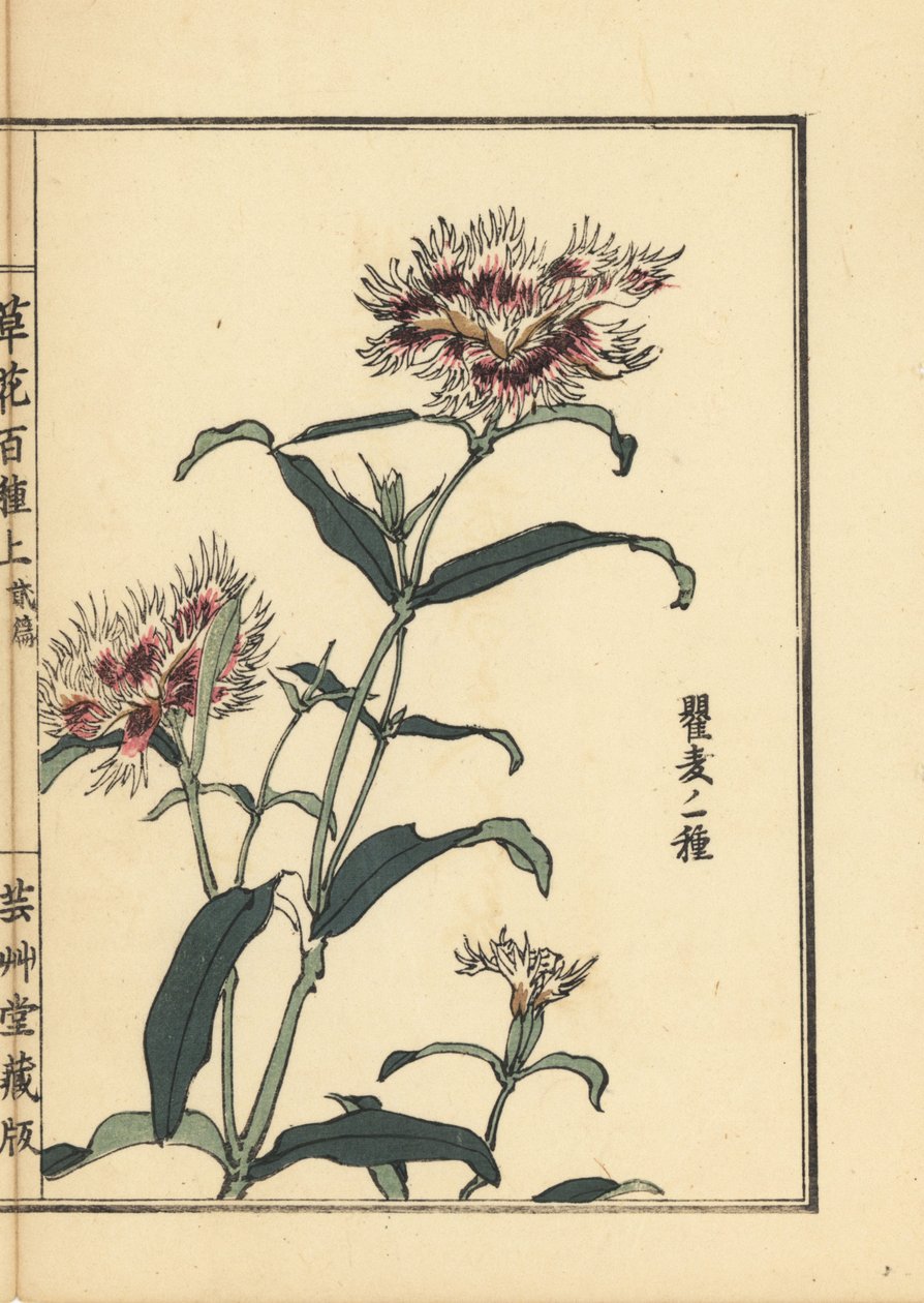 Nadeshiko vagy rojtos rózsaszín, Dianthus monspessulanus. Kézzel színezett fametszet, Kono Bairei, Kusa Bana Hyakushu (Százféle virág), Tokió, Yamada. alkotó: Unbekannter Künstler