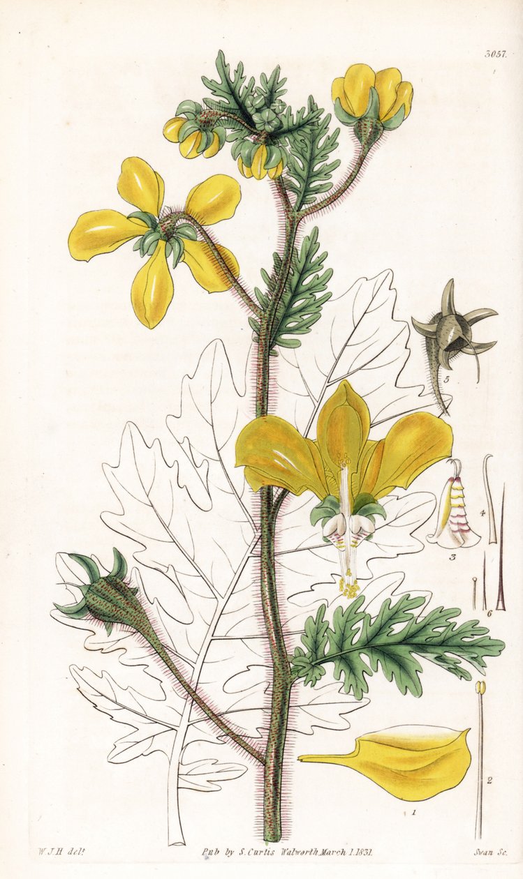 Nasa urens (Hispid loasa, Loasa hispida). Kézzel színezett rézmetszet Swan által William Jackson Hooker illusztrációja után, Samuel Curtis "Botanical Magazine" című londoni kiadványából. alkotó: Unbekannter Künstler