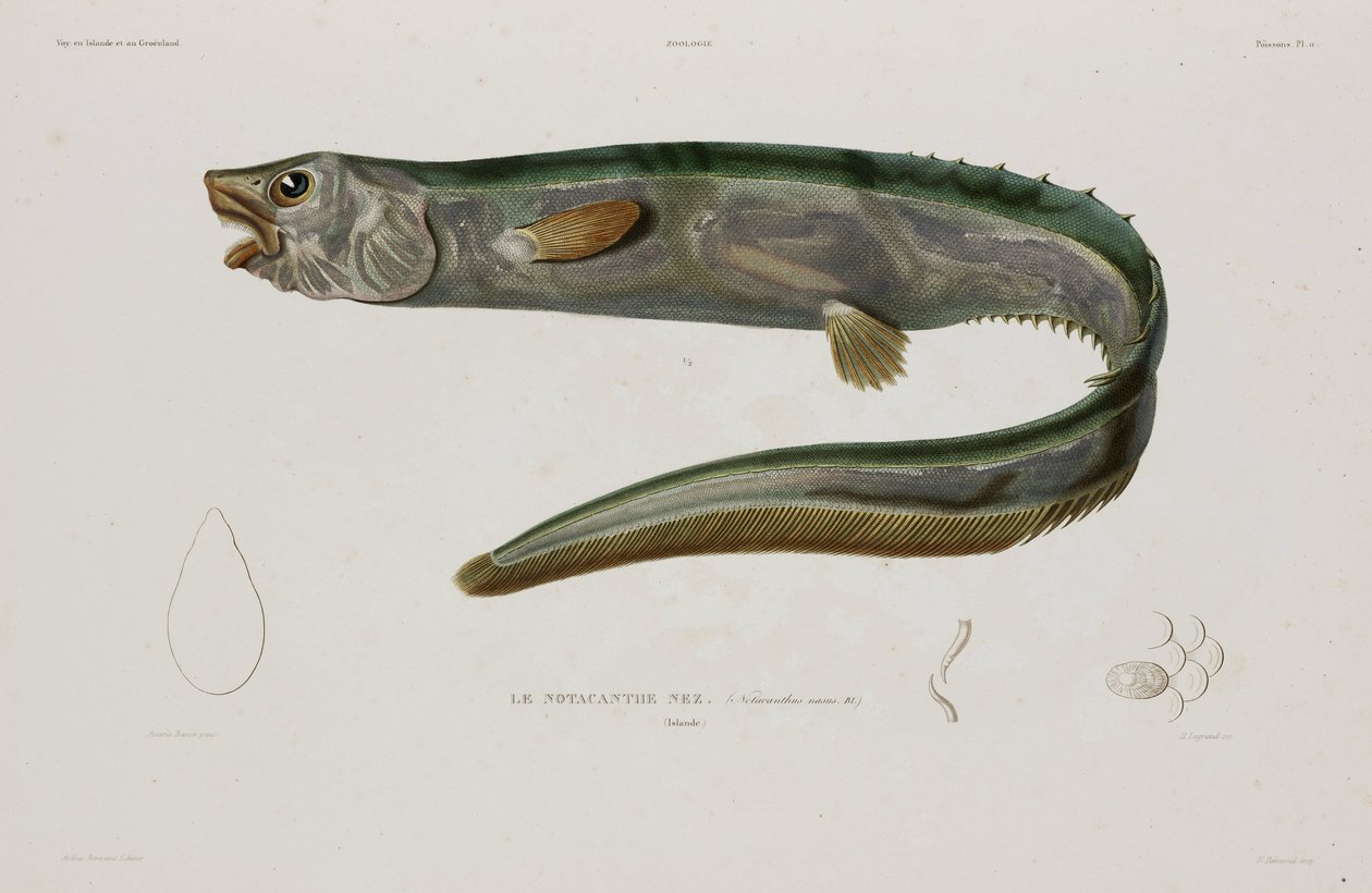Natacanthus nasus, Izland, 19. század eleje alkotó: Unbekannter Künstler