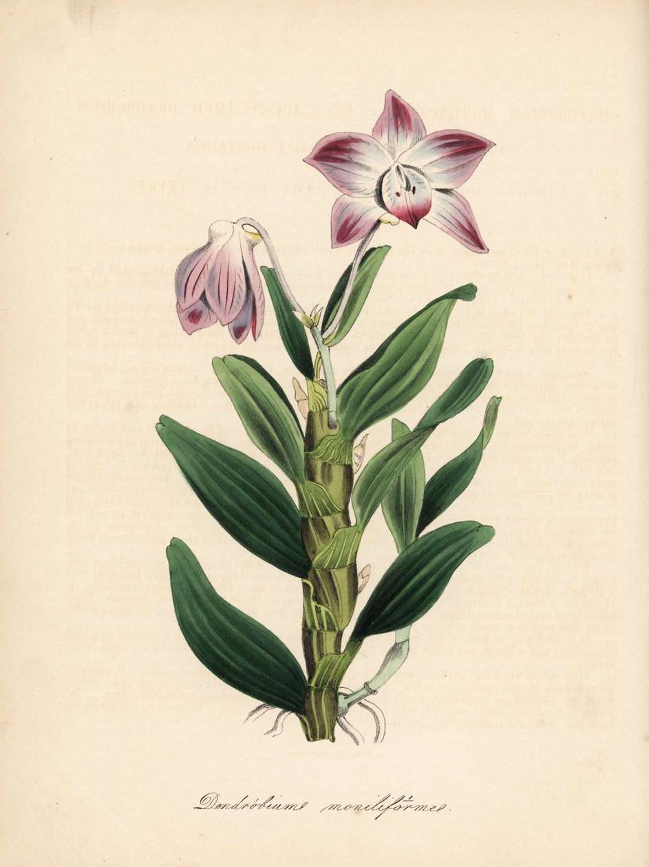 Nyakláncos szárú dendrobium vagy szekikoku orchidea, Dendrobium moniliforme. C. Chabot kézzel festett cinkográfiája, amelyet Miss M. A. Burnett rajzolt a "Plantae Utiliores: or Illustrations of Useful Plants" című művéből, Whittaker, London. alkotó: Unbekannter Künstler