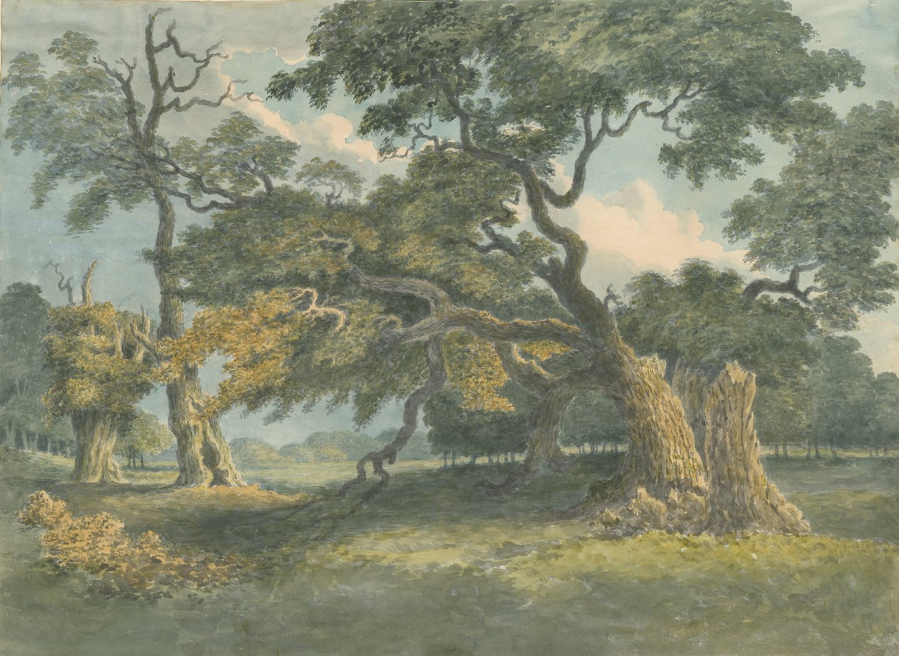 Needwood - Oak Tree: akvarell festmény, nd [?XIX. század] alkotó: Unbekannt