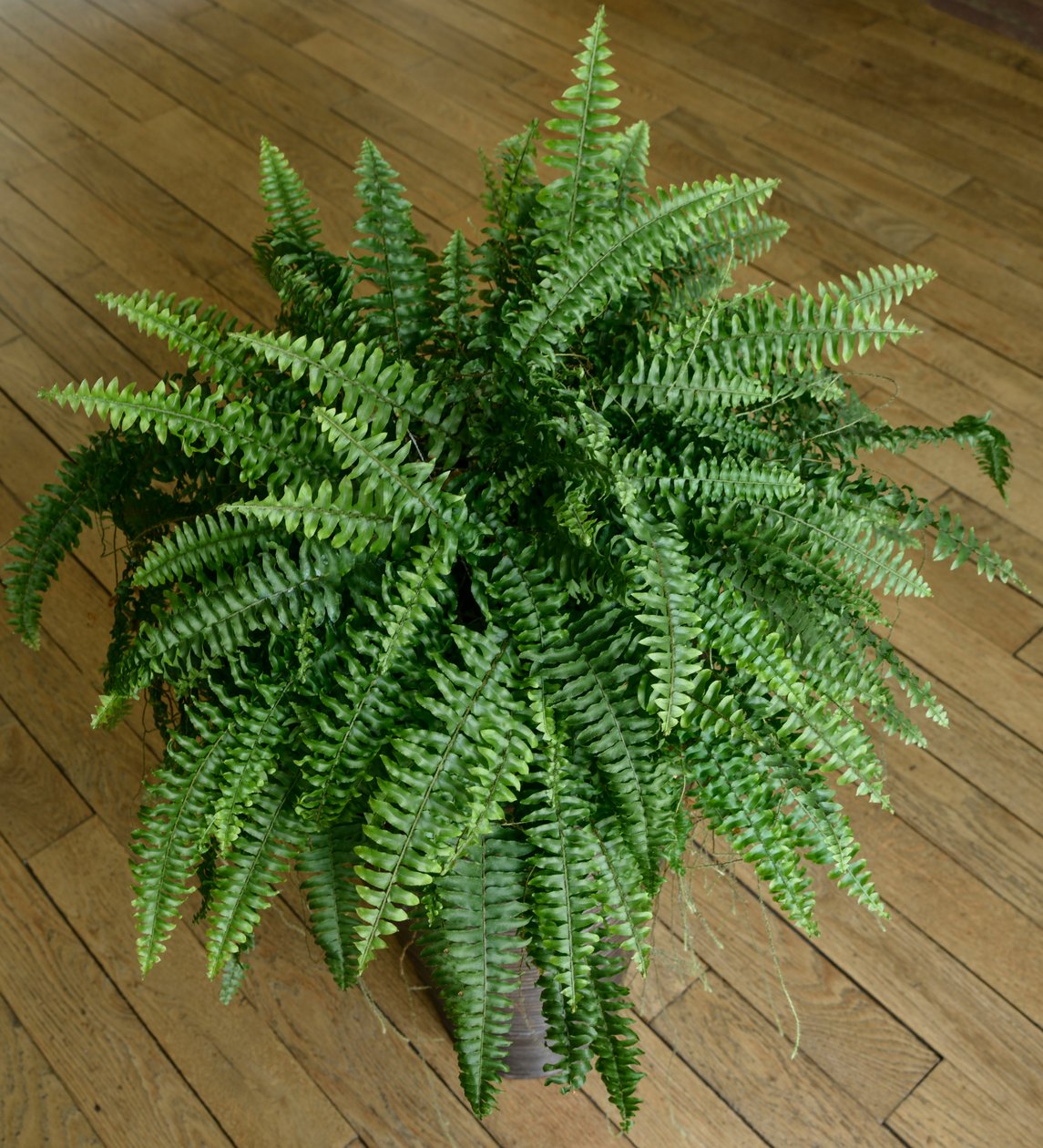 Nephrolepis exaltata, páfrány egy házban alkotó: Benjamin Baud